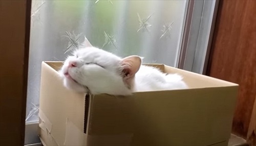 おじいちゃん猫を保護してDIY