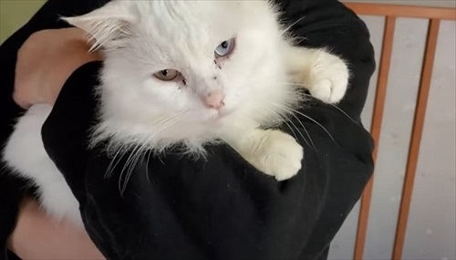 おじいちゃん猫を保護してDIY