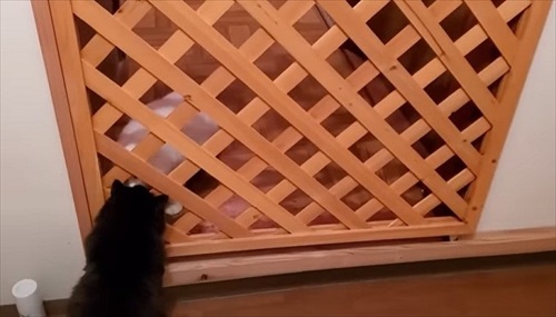 おじいちゃん猫を保護してDIY