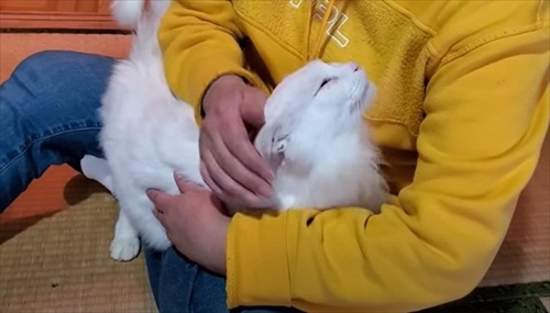 おじいちゃん猫を保護してDIY