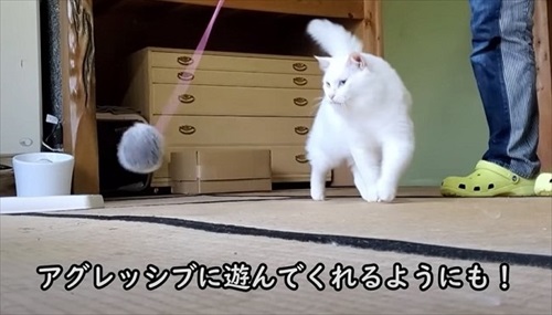 おじいちゃん猫を保護してDIY