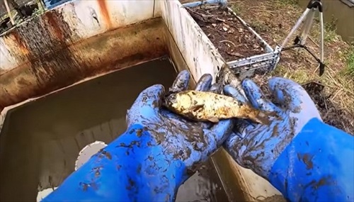 大型水槽の水を抜いてみると