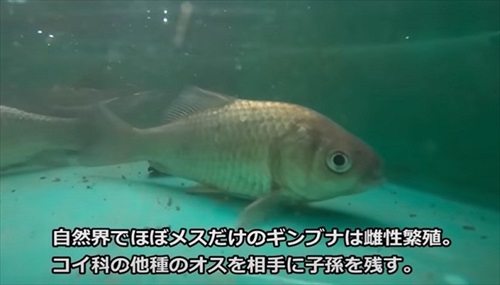 大型水槽の水を抜いてみると