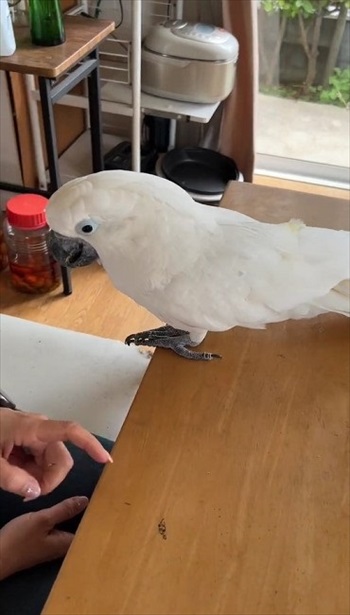 テーブルをたたく飼い主