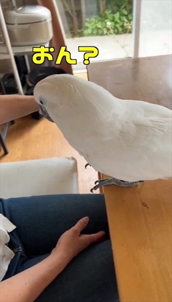 凝視するオウム