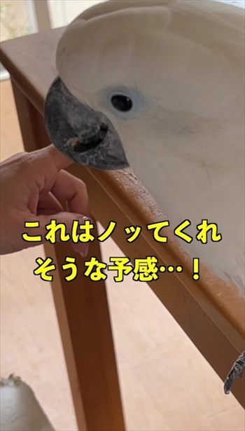 乗ってくれそうなオウム