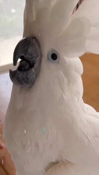 乗ってくれるタイハクオウム