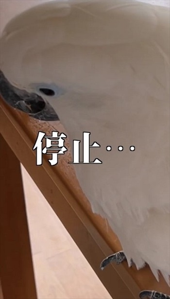 停止するオウム