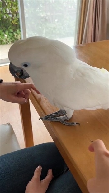 両側でリズムを刻む飼い主とオウム