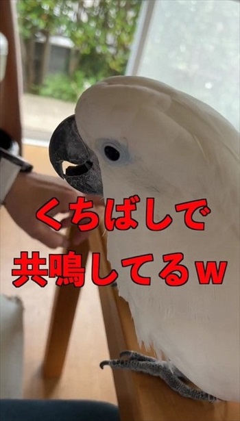くちばしで共鳴するオウム