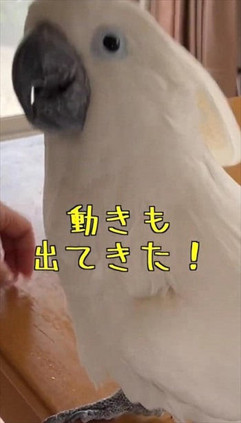 動くタイハクオウム