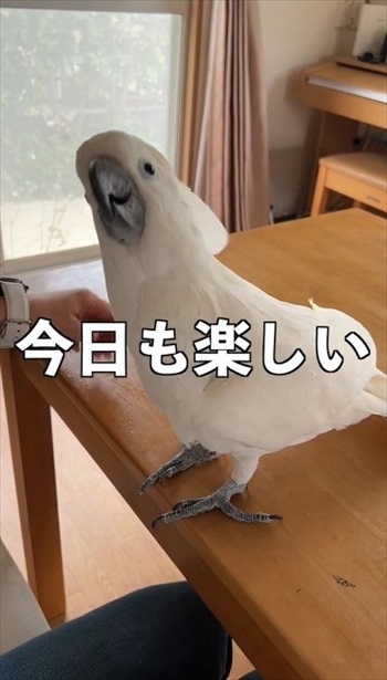 楽しそうなタイハクオウム