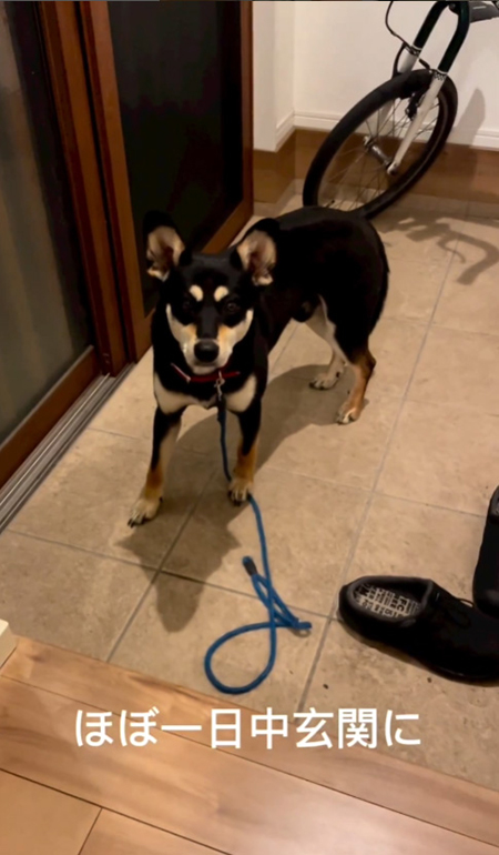 1日中玄関にいた犬