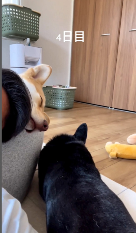 4日目の犬