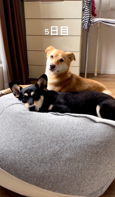 5日目の犬