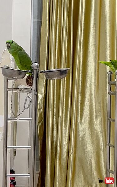 「ゆかいな牧場」を歌うインコ