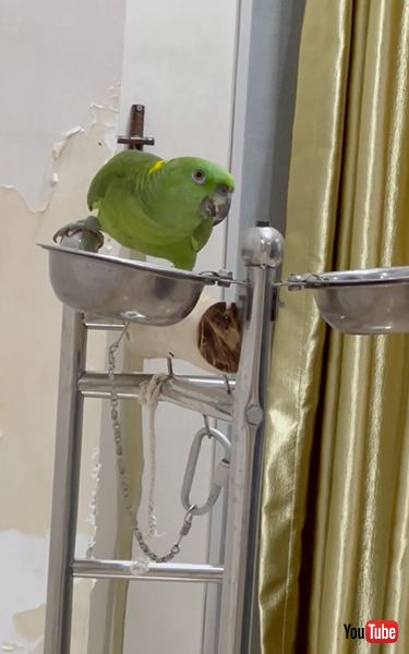 「ゆかいな牧場」を歌うインコ