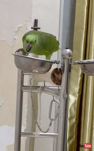 「ゆかいな牧場」を歌うインコ