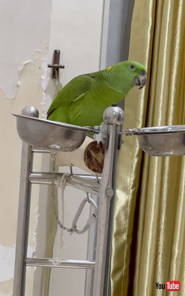 「ゆかいな牧場」を歌うインコ