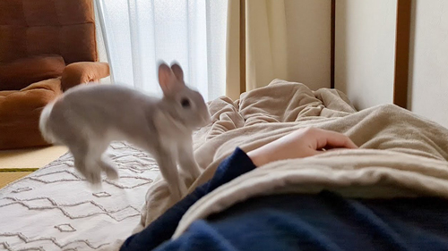 起こすウサギ