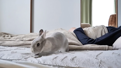 飼い主を起こそうとするうさぎ