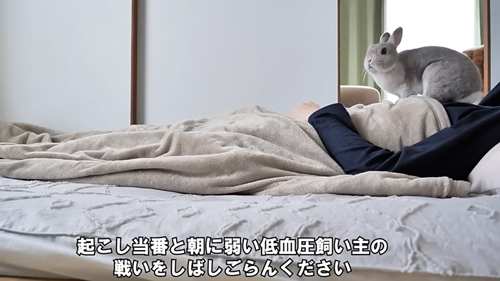 飼い主を起こそうとするうさぎ