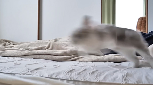 飼い主を起こそうとするうさぎ