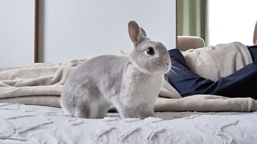 飼い主を起こそうとするうさぎ