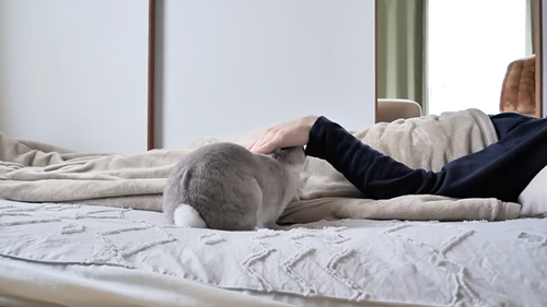 飼い主を起こそうとするうさぎ