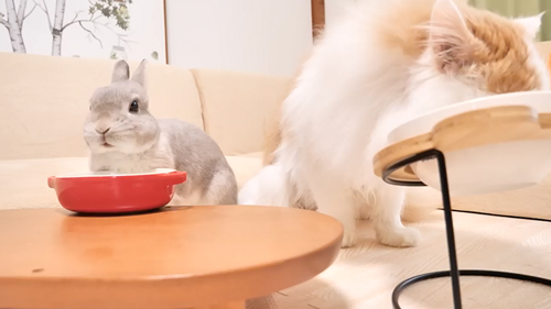 飼い主を起こそうとするうさぎ