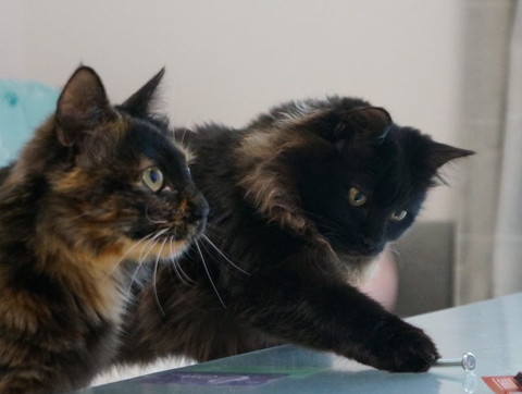 ねじで遊ぶ黒猫とサビ猫