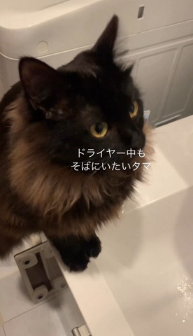 洗面台に座る猫前向いてる