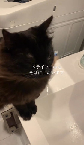 風をあびる猫