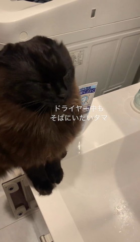 耳が消えた猫