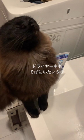 風をあびて頭をのけぞらせる猫