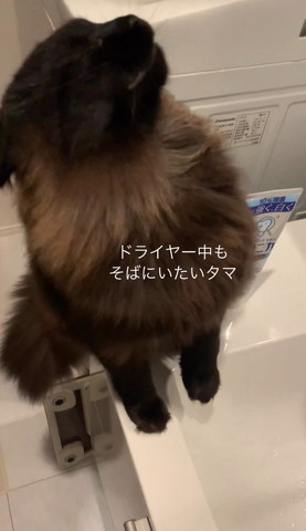 風をあびて横向く猫