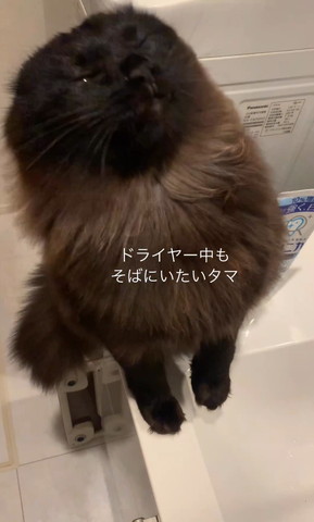 風をあびて上向く猫