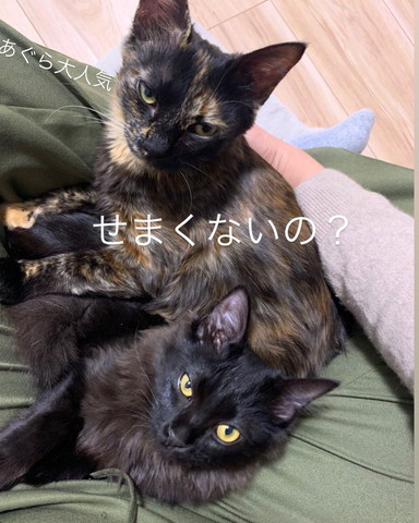 せまくないのテロップ