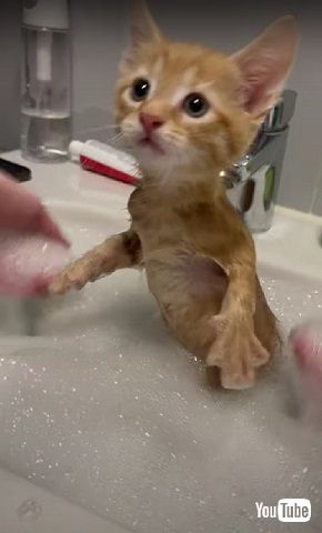 初めてのお風呂