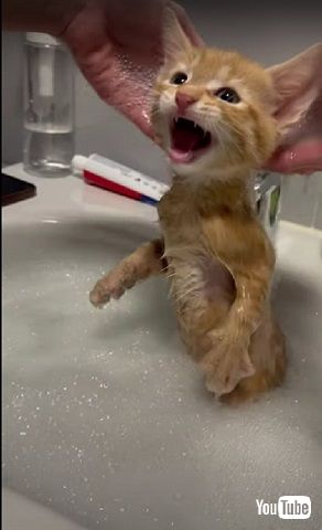 初めてのお風呂