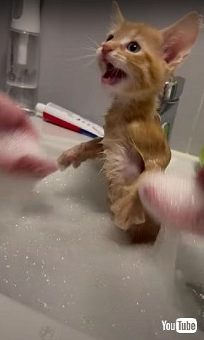 初めてのお風呂