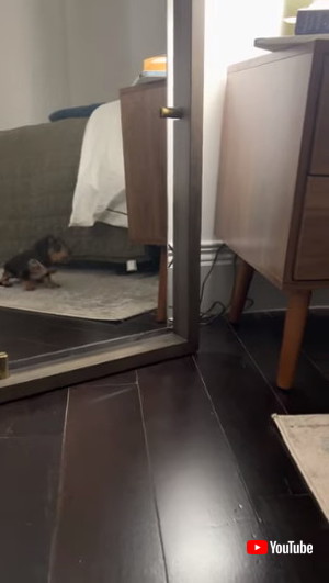 不思議そうな子犬