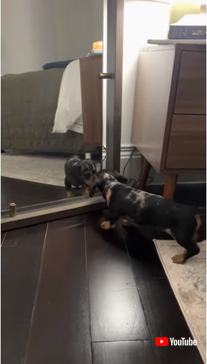 吠え続ける子犬