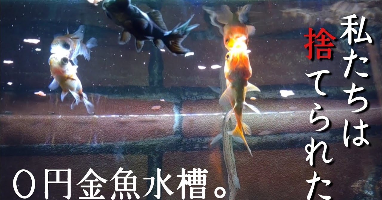 用水路で傷ついた野良金魚を保護、ていねいにお世話して……　生き生きと泳ぐ姿に「救ってくれてありがとう」と感動の声 | ねとらぼ