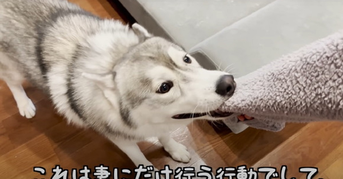 ママに飛びついてかんでいたでかワンコ、妊娠を知ると……　驚きの変化に「優しくてかしこい」「察知能力すごい！」 | ねとらぼ