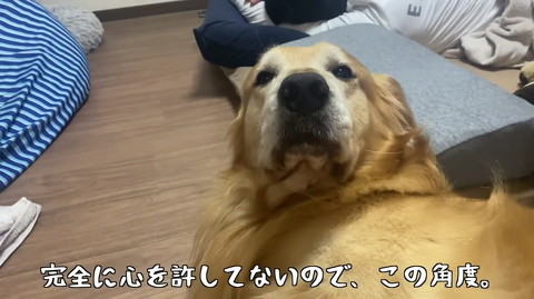 犬