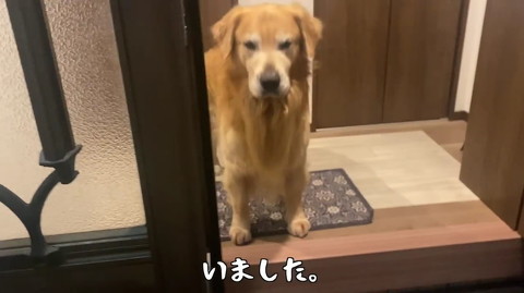 犬