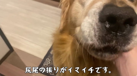 犬