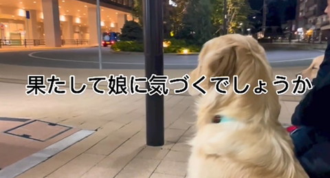 犬