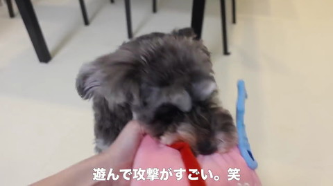 犬
